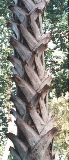 �I�E�M���V