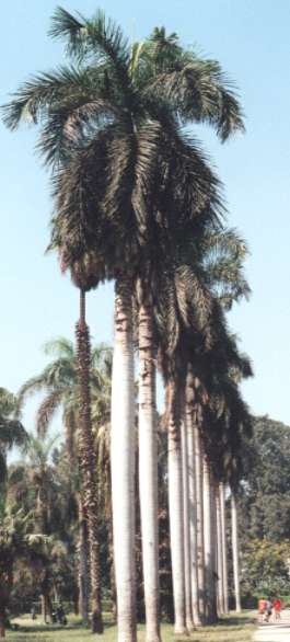 �_�C�I�E���V