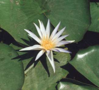 �G�W�v�g�X�C����