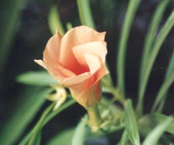 �C�G���[�I���A���_�[