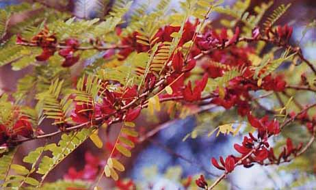 �J���u�E�b�h�c���[