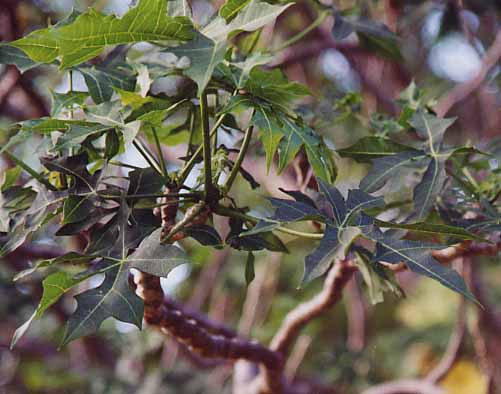 ���g���p