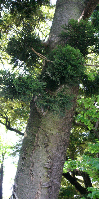 �N�b�N�p�C��