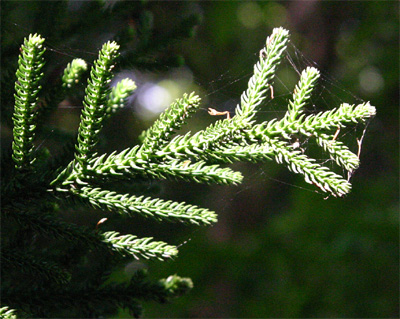 �N�b�N�p�C���̎Ⴂ�t