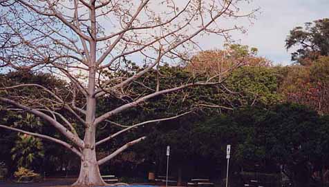 �t�H�X�^�[�A����