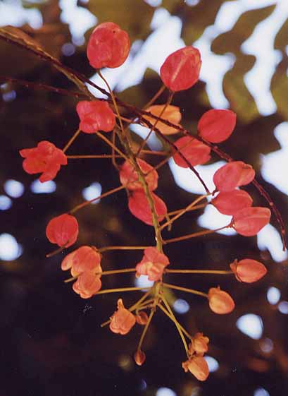 ���O�s���̉ԁ@�S