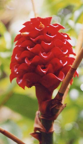 �C���h�l�V�A�W���W���[