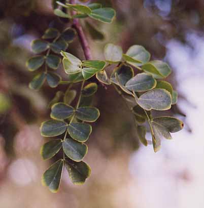 ���O�E�b�h