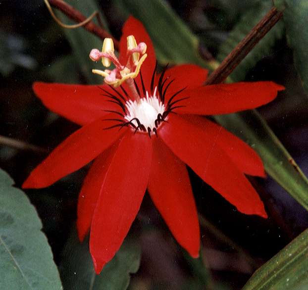 �p�b�V�����t�����[