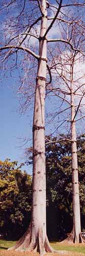 �V���N�R�b�g���c���[