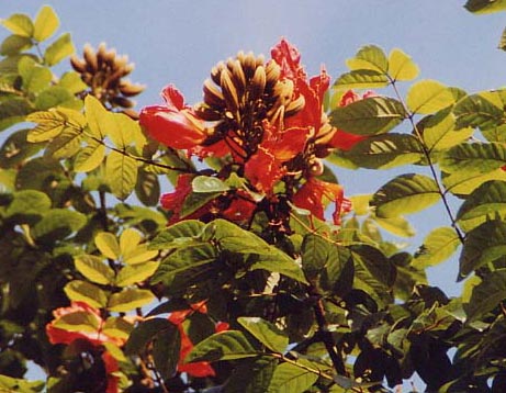 �A�t���J���`���[���b�v�c���[