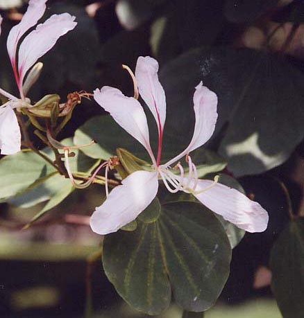 �I�[�L�b�h�c���[