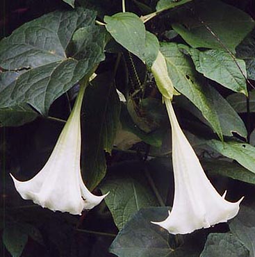 �`���E�Z���A�T�K�I