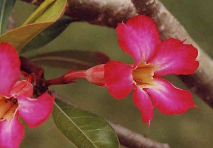 �f�U�[�g���[�Y