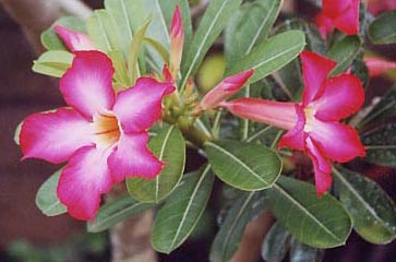 �f�U�[�g���[�Y