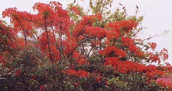 �t���[���c���[