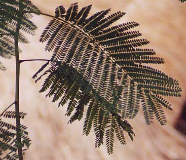 �t���[���c���[