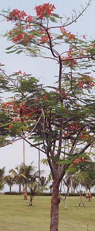 �t���[���c���[