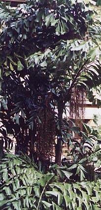 �N�W���N���V