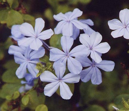 �v�����o�[�S