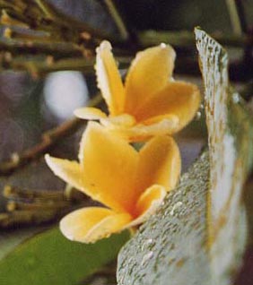 �v�������A