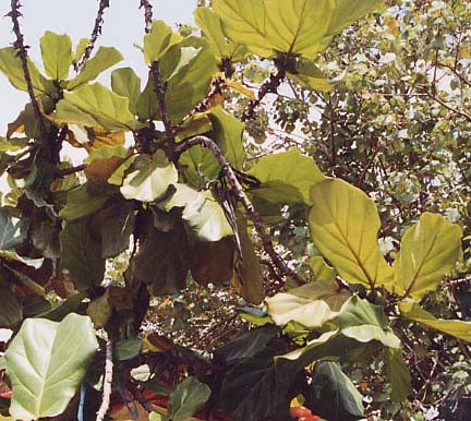 �V�A���\�g