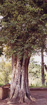 �^�}�����h