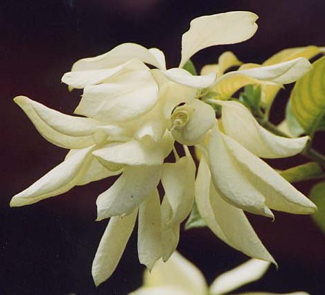 Mussaenda�@philippica