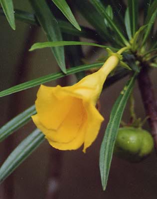 �C�G���[�I���A���_�[