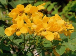 �C���^�}�S�m�L