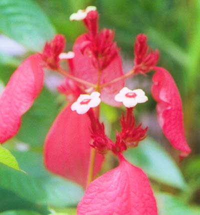 �A�V�����e�B�u���b�h