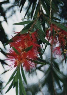 �{�g���u���b�V