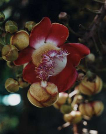 �L���m���{�[���c���[