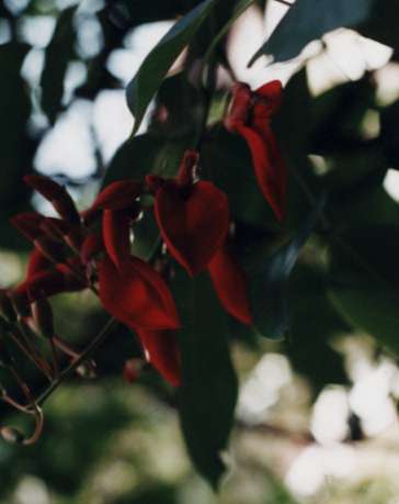 �R�[�����c���[