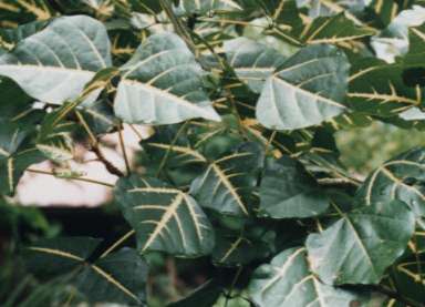 �t�C���f�C�S