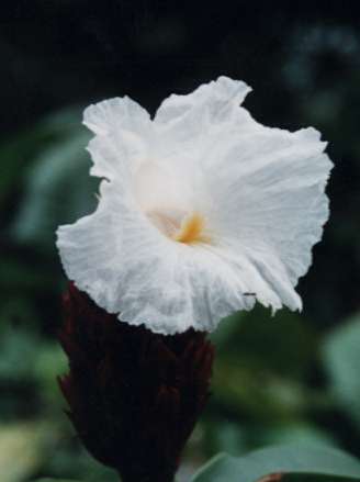 �N���[�v�W���W���[