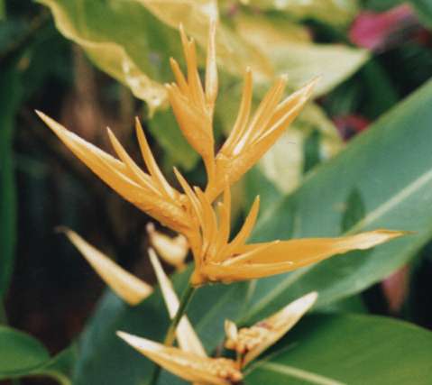 �w���R�j�A