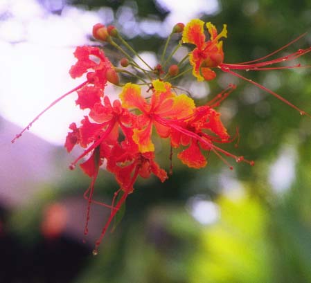 �s�[�R�b�N�t�����[