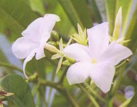 �|���|���c���[