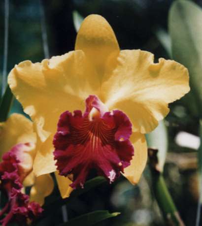 �I�[�L�b�h