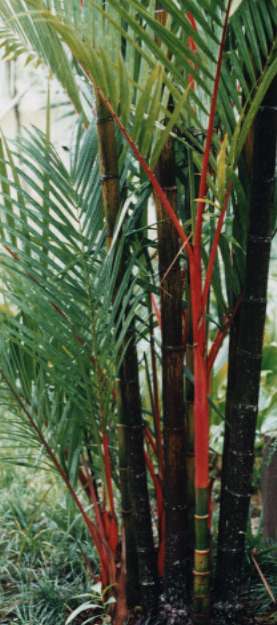 �V���E�W���E���V