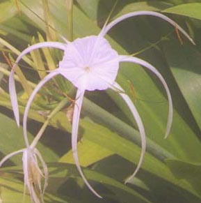 �X�p�C�_�[�����[