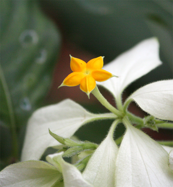 �o�[�W���c���[