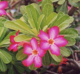 �f�U�[�g���[�Y