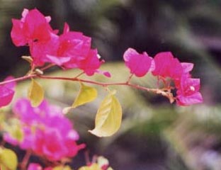 �u�[�Q���r���A