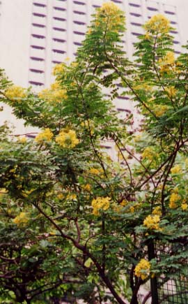 �R�E�G���{�N