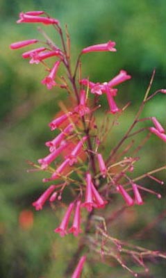 �t�@�C�A�[�N���b�J�[