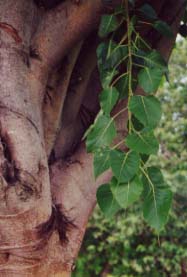 �C���h�{�_�C�W��