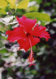 �n�C�r�X�J�X