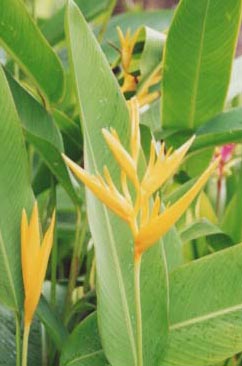 �w���R�j�A